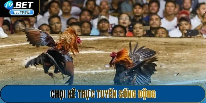 Chọi kê trực tuyến sống động