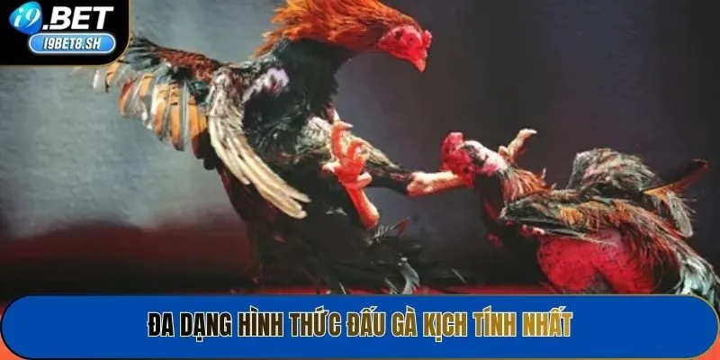Đa dạng hình thức đấu gà kịch tính nhất
