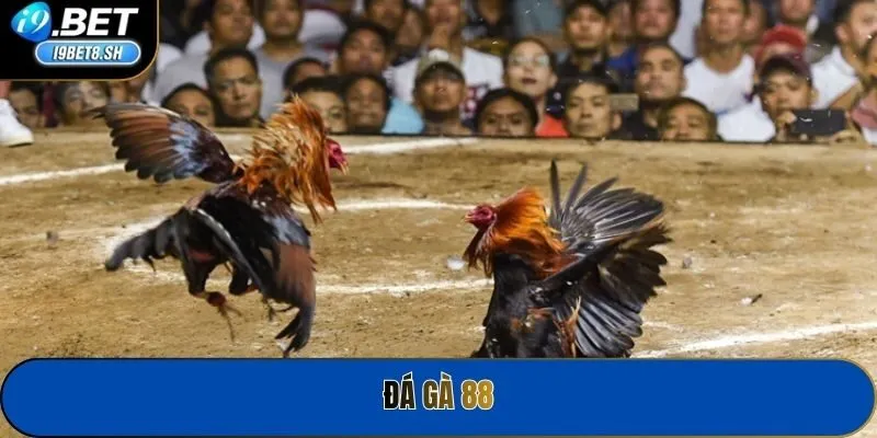 Đá Gà 88
