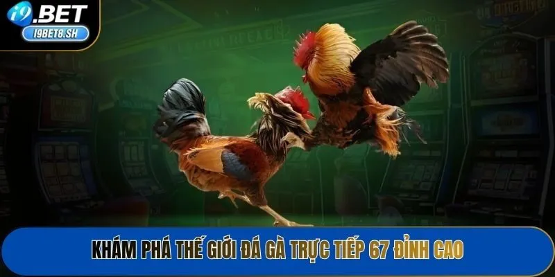 Khám phá thế giới Đá gà trực tiếp 67 đỉnh cao