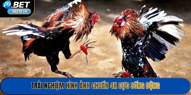 Trải nghiệm hình ảnh chuẩn 4K cực sống động