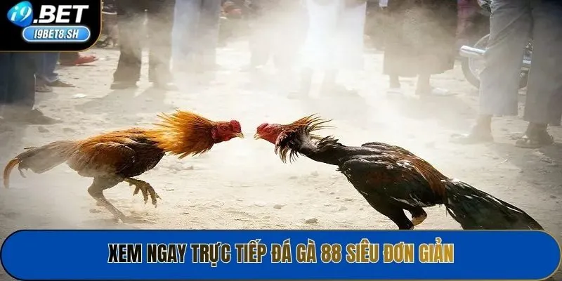 Xem ngay trực tiếp Đá gà 88 siêu đơn giản
